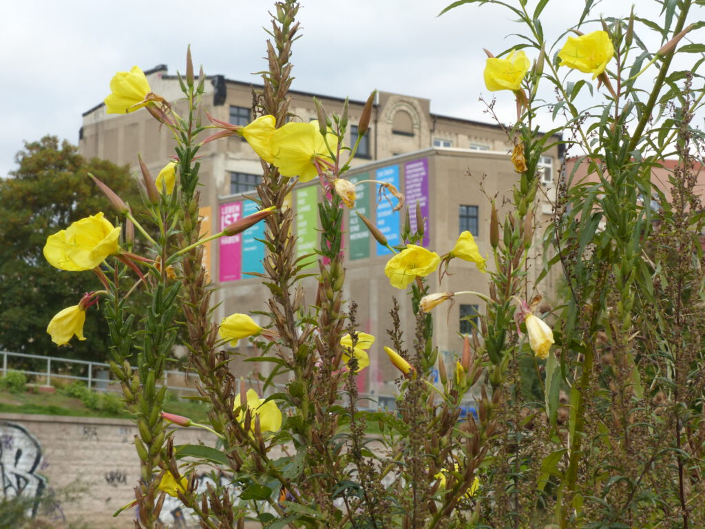 Blick über die Chemnitz zum Weltecho mit zarten gelben Blüten im Vordergrund. An der Häuserfront des Weltechos hängen farbige Banner mit Text.